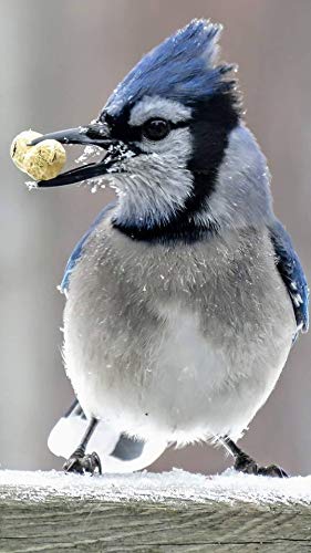 Peanuts Bird Feed 20 lb Bag V7203