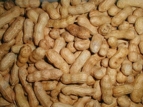 Peanuts Bird Feed 20 lb Bag V7203