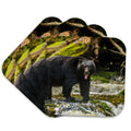 Set of 4 Coasters S7639