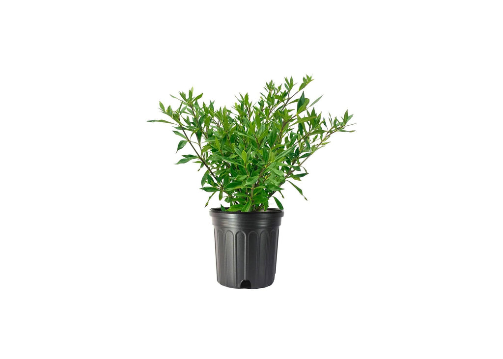 Frostproof Gardenia 2 Gallon Plants Fragrant Blooming Shrub B758