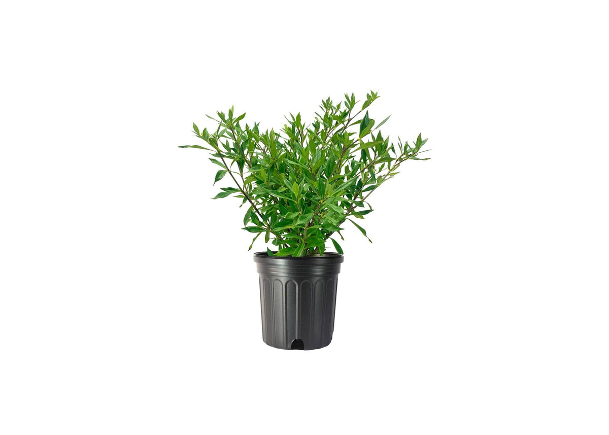 Frostproof Gardenia 2 Gallon Plants Fragrant Blooming Shrub B758