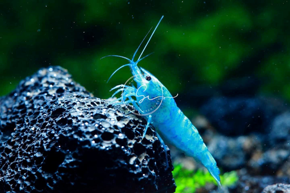 Freshwater Aquarium Shrimp X505