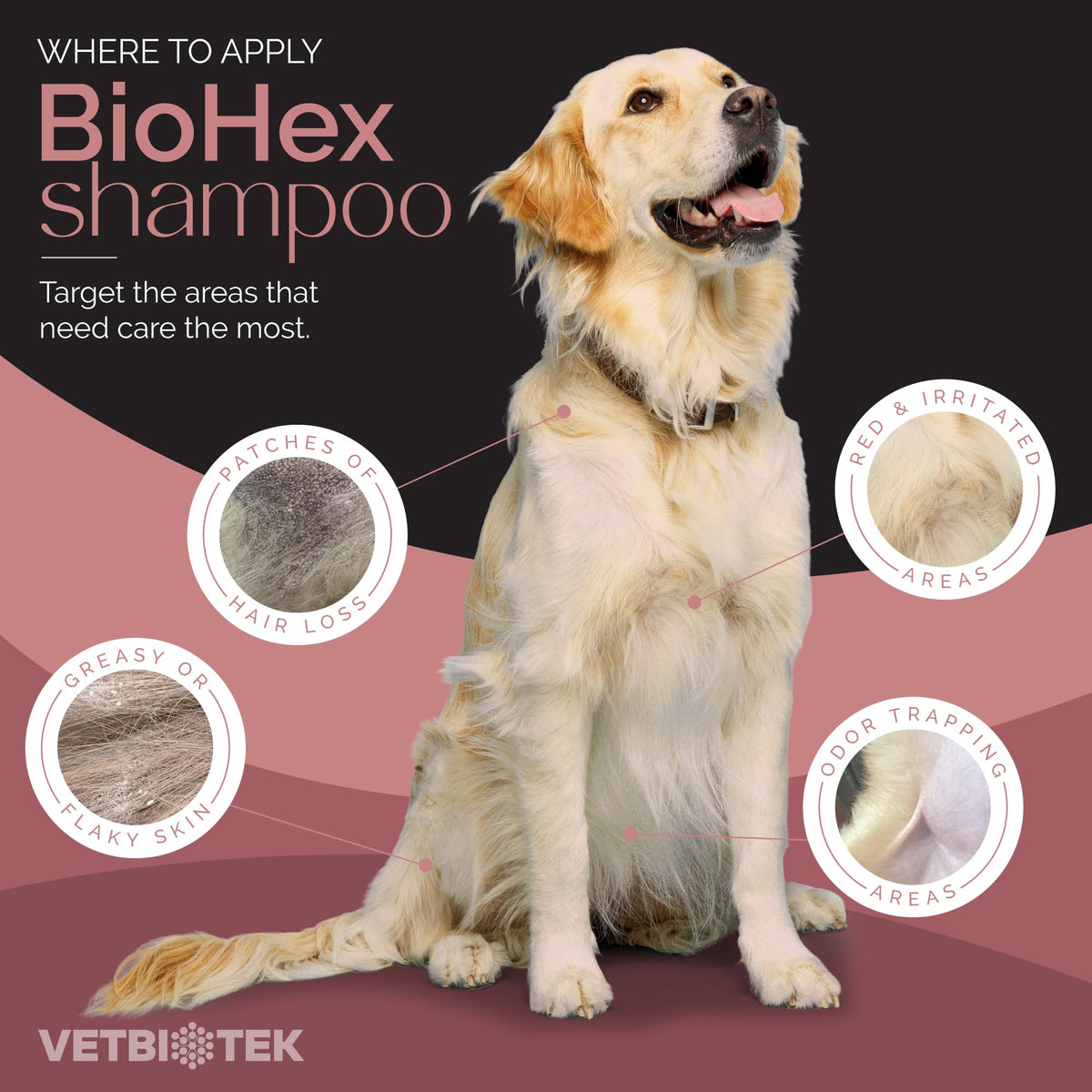 Dog Cat & Horse Shampoo 16oz B3630